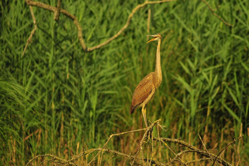 Airone rosso in primo piano